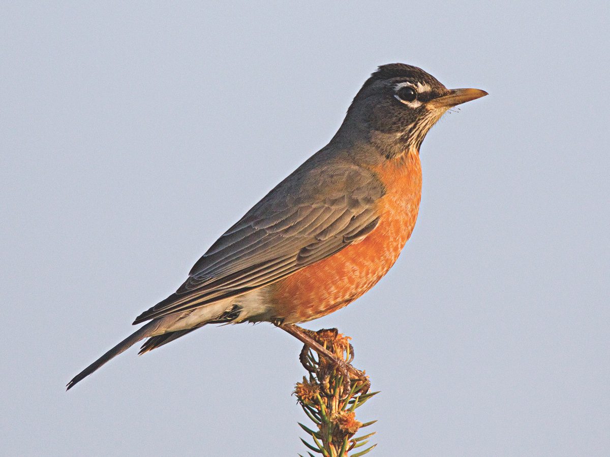 American Robin  Audubon Field Guide