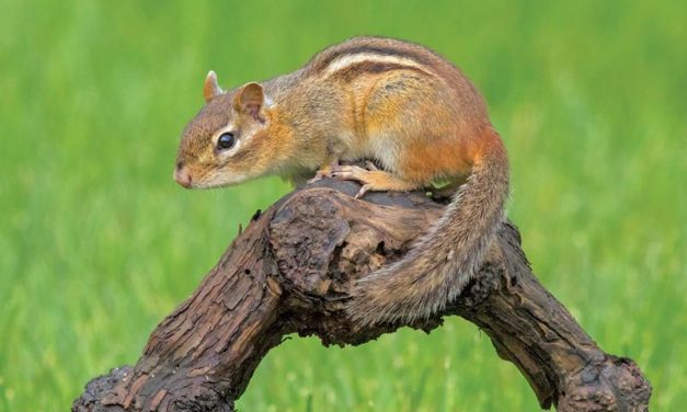 Chipmunks Cherish Their Solitude