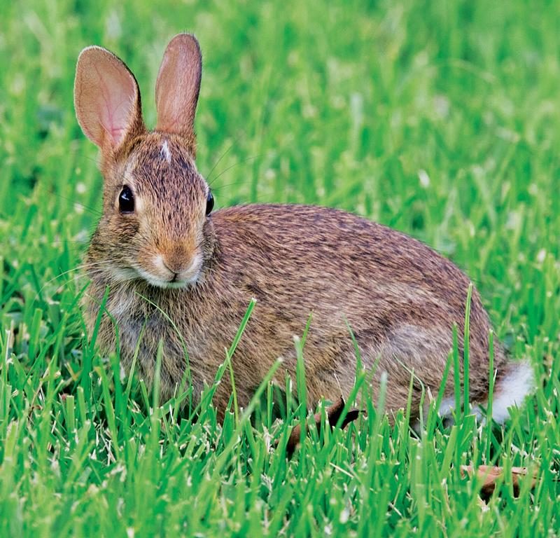 Eastern Cottontails
