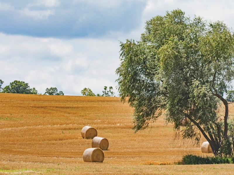 Making Hay