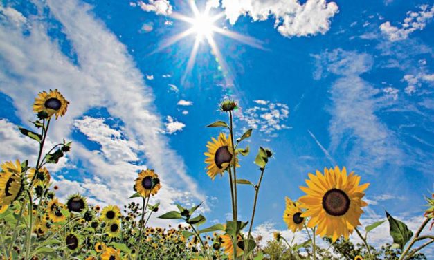 Sunflowers Shine