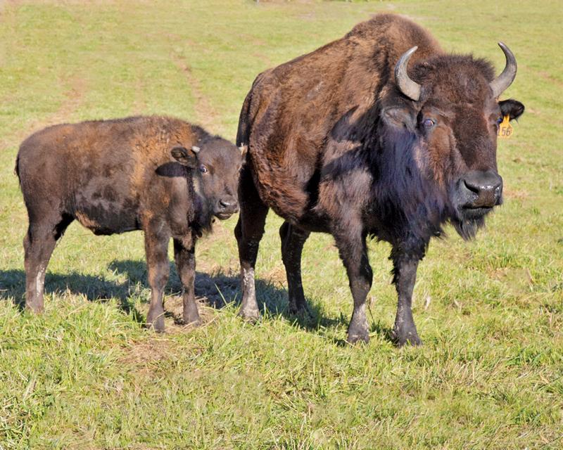 The Bison at Domino’s Farms