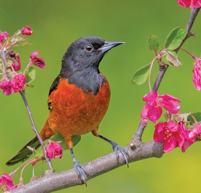The Orioles Return