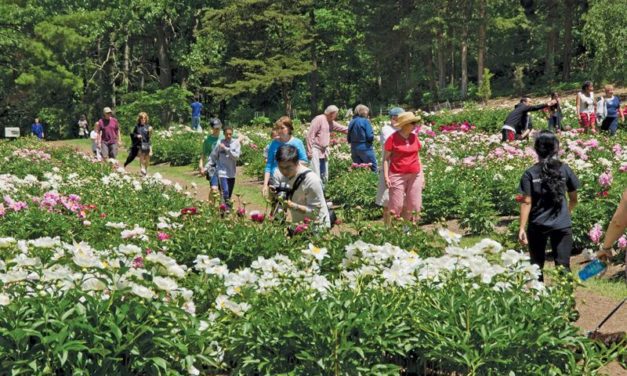 History in Bloom