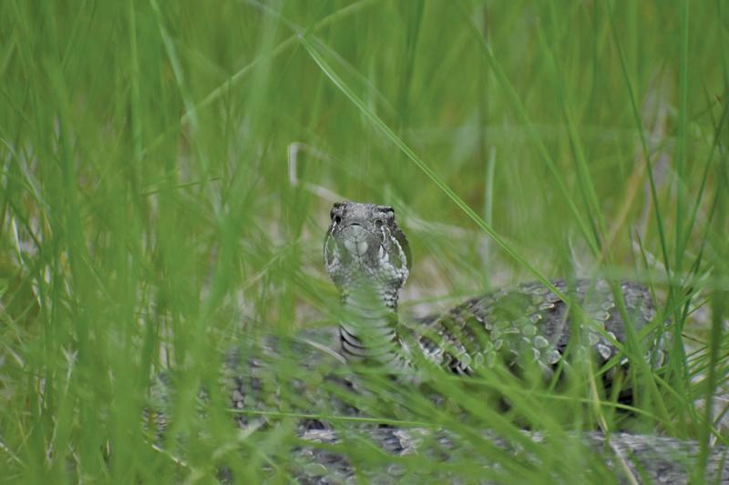 Endangered Snakes