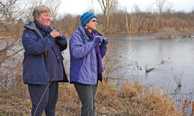 Winter Birding for Beginners