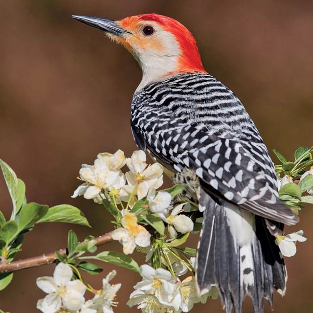 is Clancy kaustisk Red-bellied Woodpeckers - Ann Arbor Observer