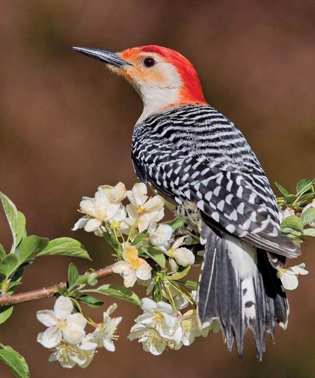 Red-bellied Woodpeckers