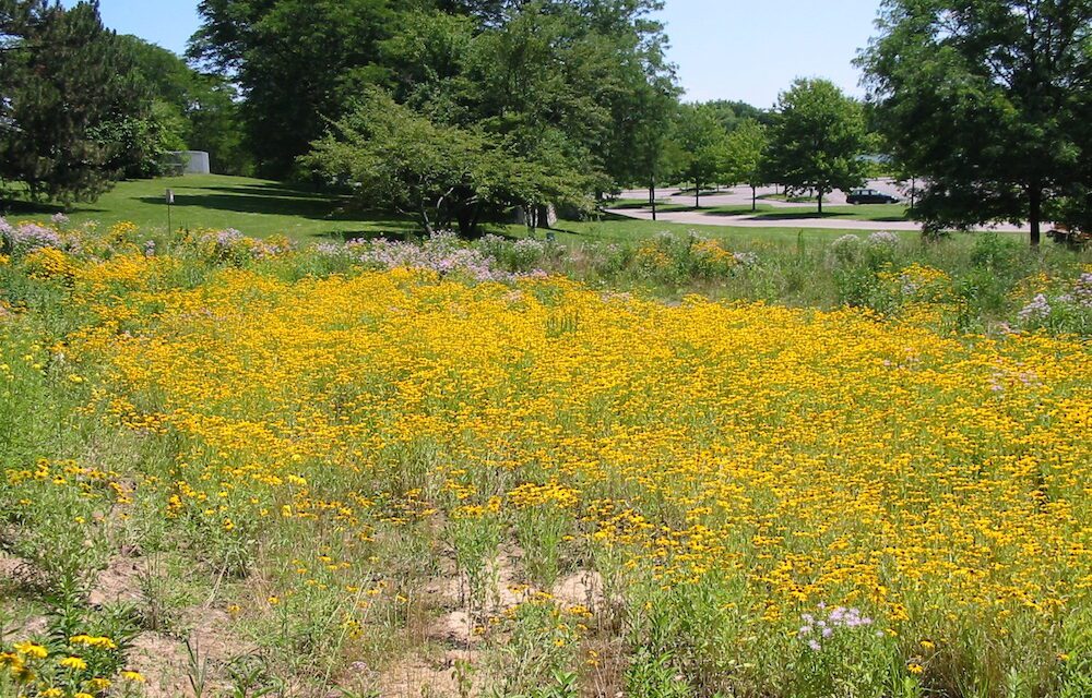Buhr Park Children’s Wet Meadow Project