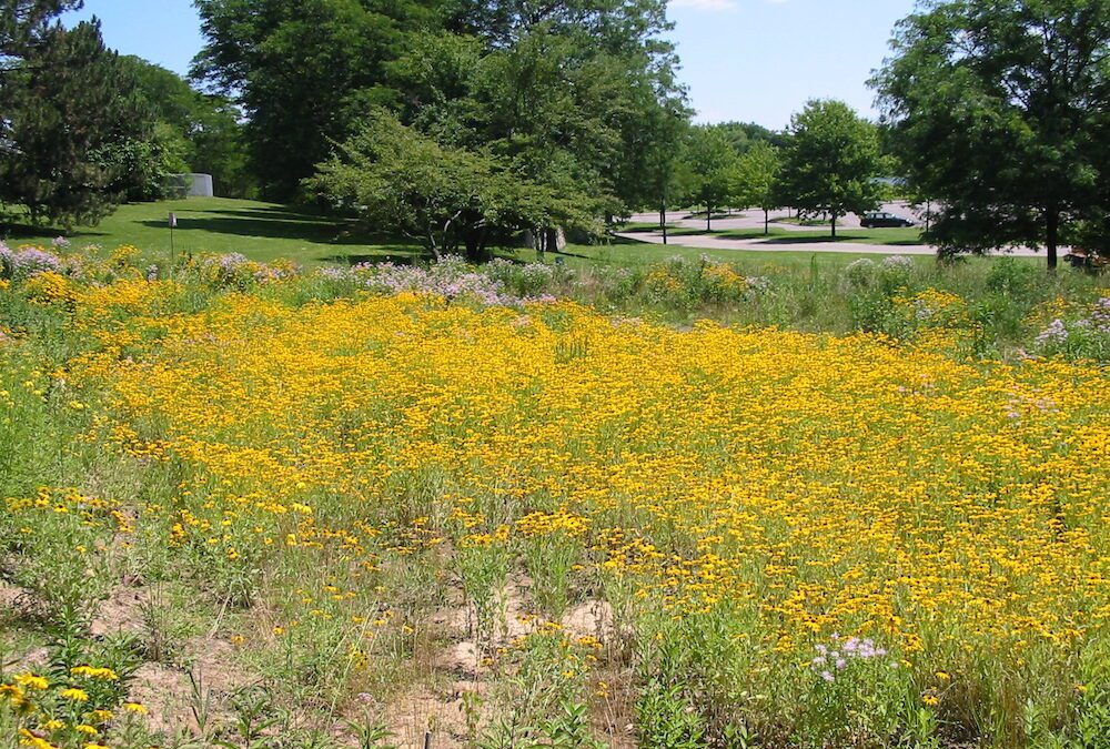 Buhr Park Children’s Wet Meadow Project