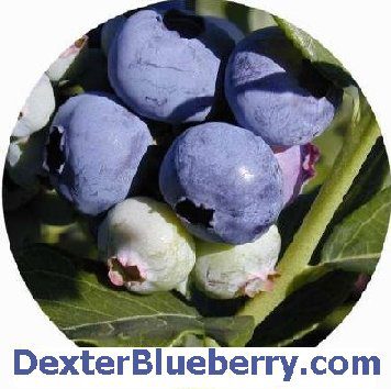 Dexter Blueberry Farm