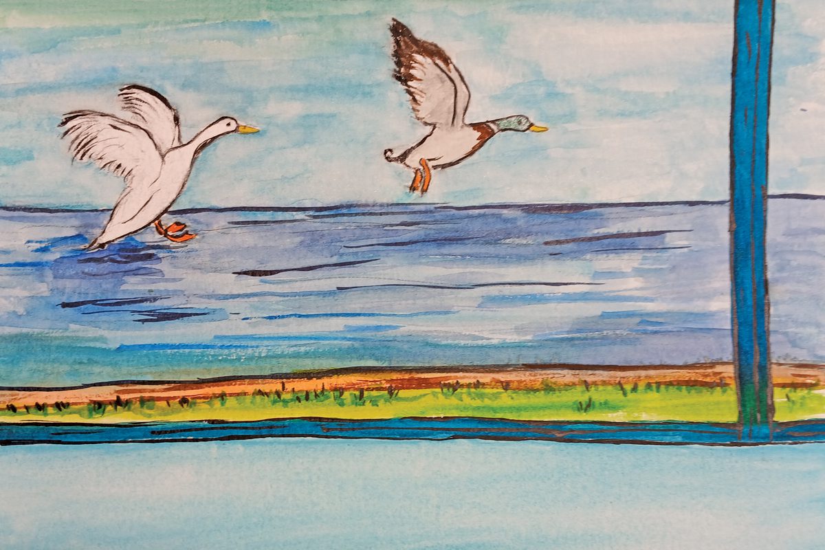A watercolor painting of a white mallard and a male mallard with a green head and brown collar flying away from a pond. 
