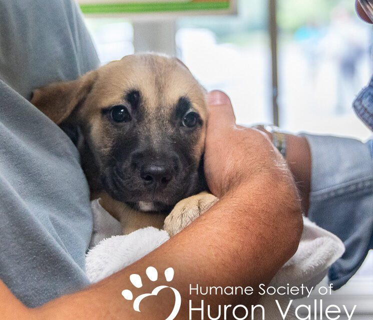 Humane Society of Huron Valley