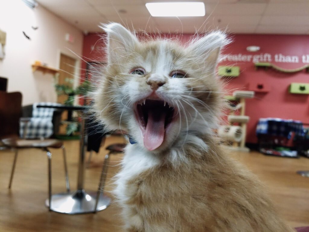 Tiny Lions Lounge & Adoption Center