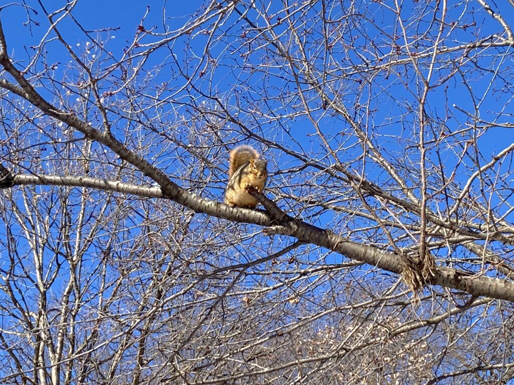 Fat and brazen squirrels