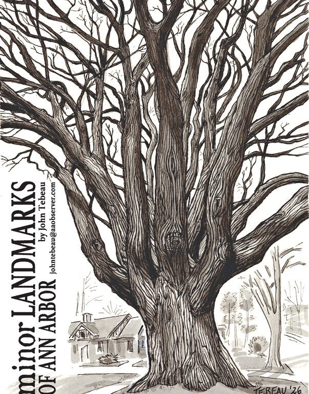 Champion American Elm on Crest Ave.