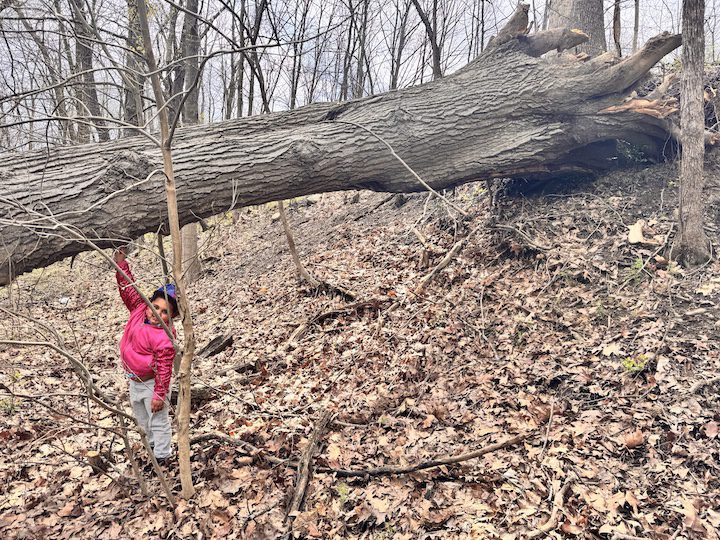 child with fallen tree