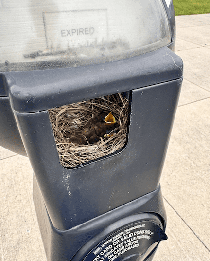 baby bird yawning in parking meter