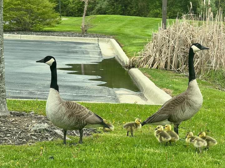 ducks with babies