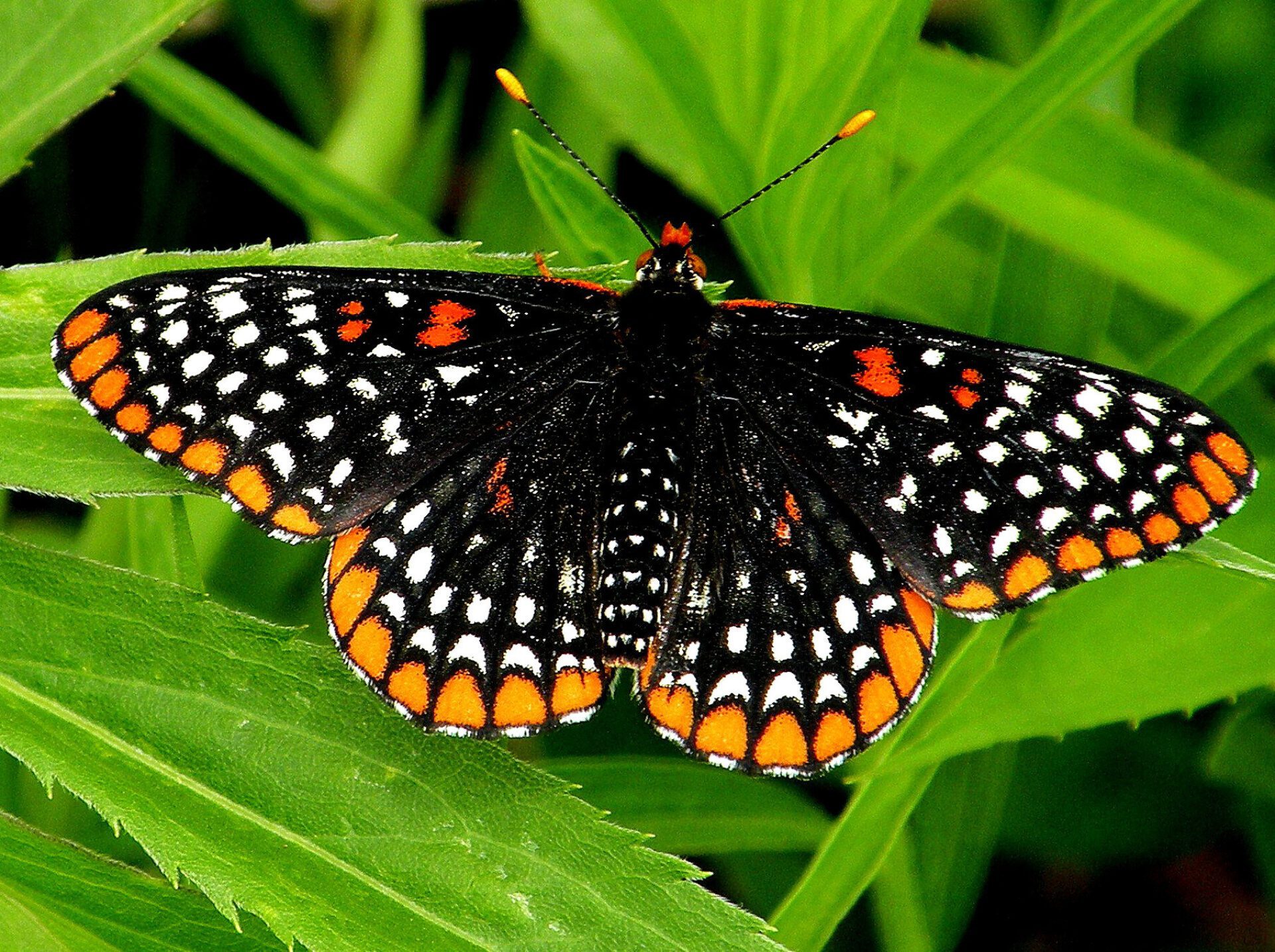 Baltimore Checkerspot (Euphydryas phaeton)