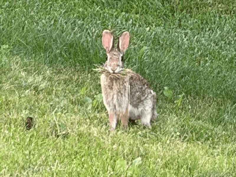 rabbit