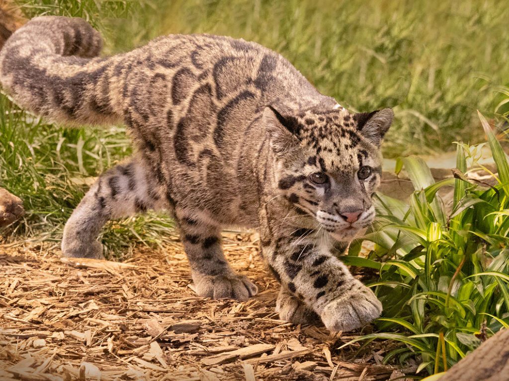 New Tricks at the Creature Conservancy